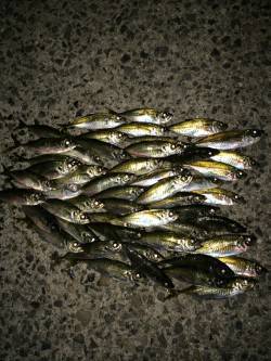 白浜周辺漁港へアジング、アタリも多く楽しい…