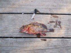 大蔵海岸でのガシラ狙い〜メバリングタックルで胴突き