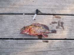 大蔵海岸でのガシラ狙い〜メバリングタックル…