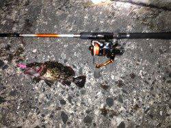 泉大津方面のテトラ帯でメバル狙い