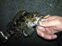 舞洲周辺にてダウンショットでガシラ狙い