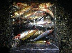 串本港内をアジングで回ってきました！