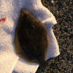 須磨エリア、落とし込みでガシラ好調！投げではカレイも♪