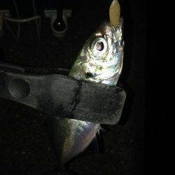 串本港内をアジングで回ってきました！