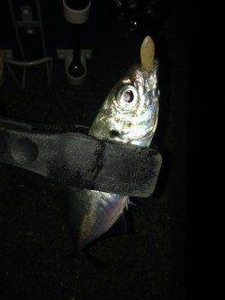 串本港内をアジングで回ってきました！