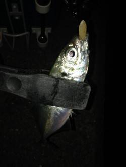 串本港内をアジングで回ってきました！