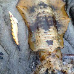 今年初南紀エギング遠征！ 雨の串本でキッチリとアオリ捕獲成功