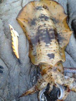 今年初南紀エギング遠征！ 雨の串本でキッチリとアオリ捕獲成功