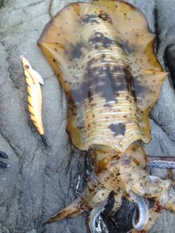 今年初南紀エギング遠征！ 雨の串本でキッチ…