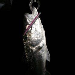 アフターシーバス楽しいです♪