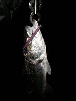 アフターシーバス楽しいです♪