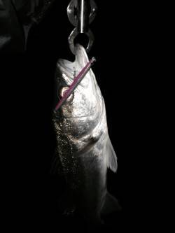 アフターシーバス楽しいです♪