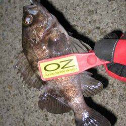 船瀬　メーカーイベントのメバリングで9位入賞