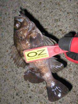 船瀬　メーカーイベントのメバリングで9位入賞