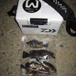 船瀬　メーカーイベントのメバリングで9位入賞