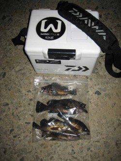 船瀬　メーカーイベントのメバリングで9位入賞