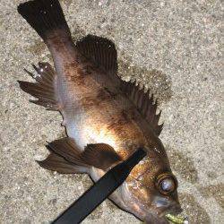 田尻漁港でメバリング、表層を引いてメバルヒット