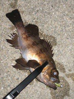 田尻漁港でメバリング、表層を引いてメバルヒット