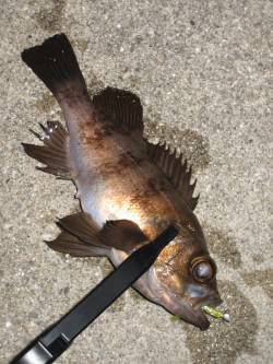 田尻漁港でメバリング、表層を引いてメバルヒ…