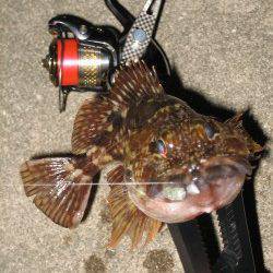 田尻漁港でメバリング、表層を引いてメバルヒット