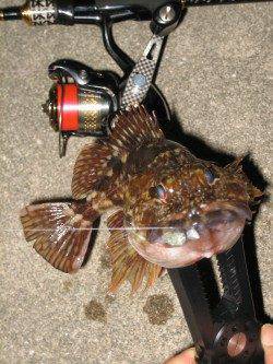 田尻漁港でメバリング、表層を引いてメバルヒット