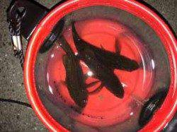 中島埠頭　メバリング釣行でサイズは不満も本命ゲット