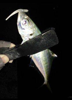 田辺周辺にてアジング&ヤエン〜どちらも満足♪