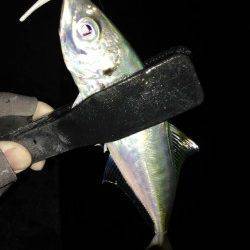 田辺周辺にてアジング&ヤエン〜どちらも満足♪