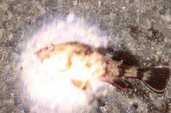 網干浜エコパーク北川でメバリング〜底を探っ…