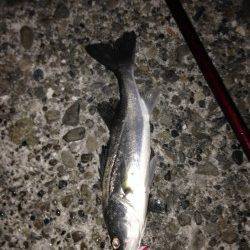 貝塚でシーバス、表層をスローリトリーブでガツン