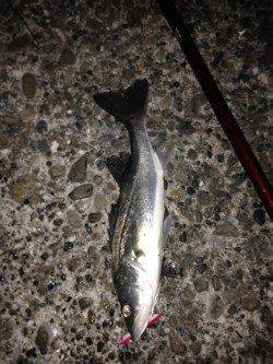 貝塚でシーバス、表層をスローリトリーブでガツン