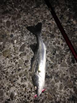 貝塚でシーバス、表層をスローリトリーブでガ…