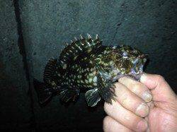 泉大津方面のテトラ帯でメバル狙い