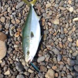 煙樹ヶ浜で80cmのブリ☆トップで出ました！！