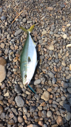 煙樹ヶ浜で80cmのブリ☆トップで出ました…