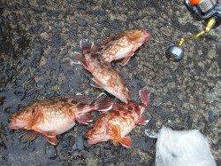 古茂江でメバリング、表層オンリーでやる気のある魚狙い