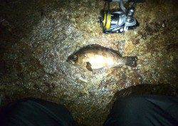 シャローエリアをメバリング調査〜期待通り入ってました！