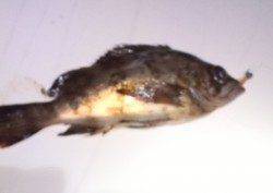 シャローエリアをメバリング調査〜期待通り入ってました！