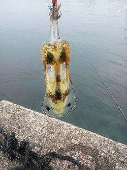 南紀のエギング、串本まで走りアオリキャッチできました