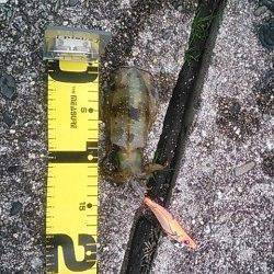 南紀のエギング、串本まで走りアオリキャッチできました