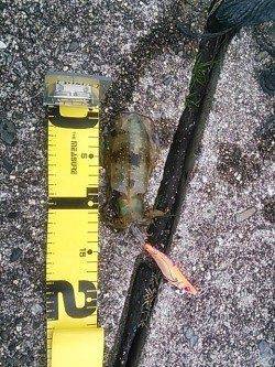 南紀のエギング、串本まで走りアオリキャッチできました