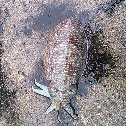 白浜周辺でエギング、風裏を探してコウイカをキャッチ