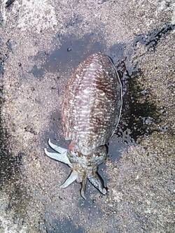 白浜周辺でエギング、風裏を探してコウイカを…