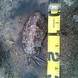 白浜周辺でエギング、風裏を探してコウイカをキャッチ