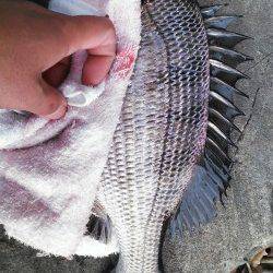 津居山港でチヌのノッコミ調査・とりあえず一枚