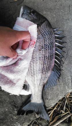 津居山港でチヌのノッコミ調査・とりあえず一…