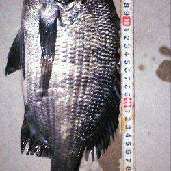 津居山港でチヌのノッコミ調査・とりあえず一枚