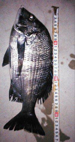 津居山港でチヌのノッコミ調査・とりあえず一枚