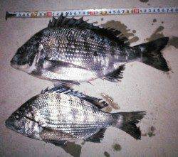 津居山チヌのノッコミ調査行ってきました！