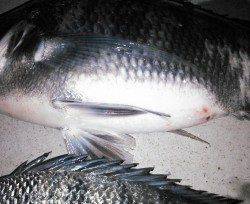 津居山チヌのノッコミ調査行ってきました！